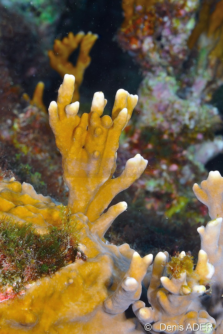 Millepora alcicornis Corail de feu ramifie-Cap-Vert-Pointe Flamengo-5m-20150410-Denis-ADER-DSC_0137_tn.jpg